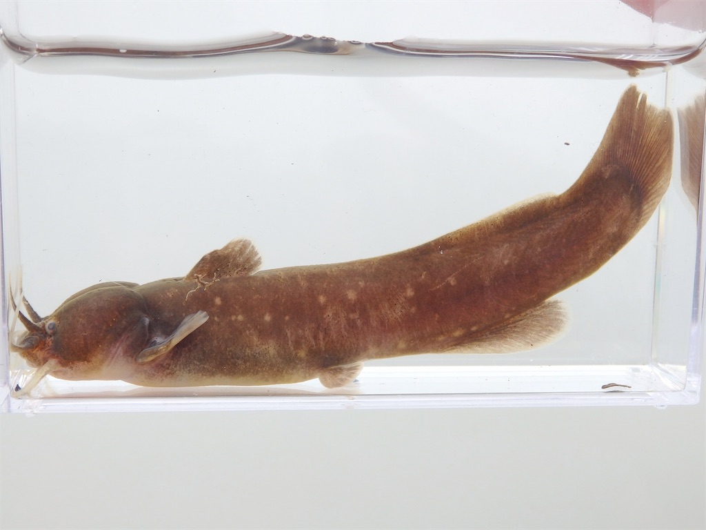 f:id:nenjin:20240519235000j:image f:id:nenjin:20240519235000j:image