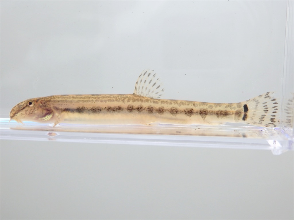 f:id:nenjin:20240522195417j:image f:id:nenjin:20240522195417j:image