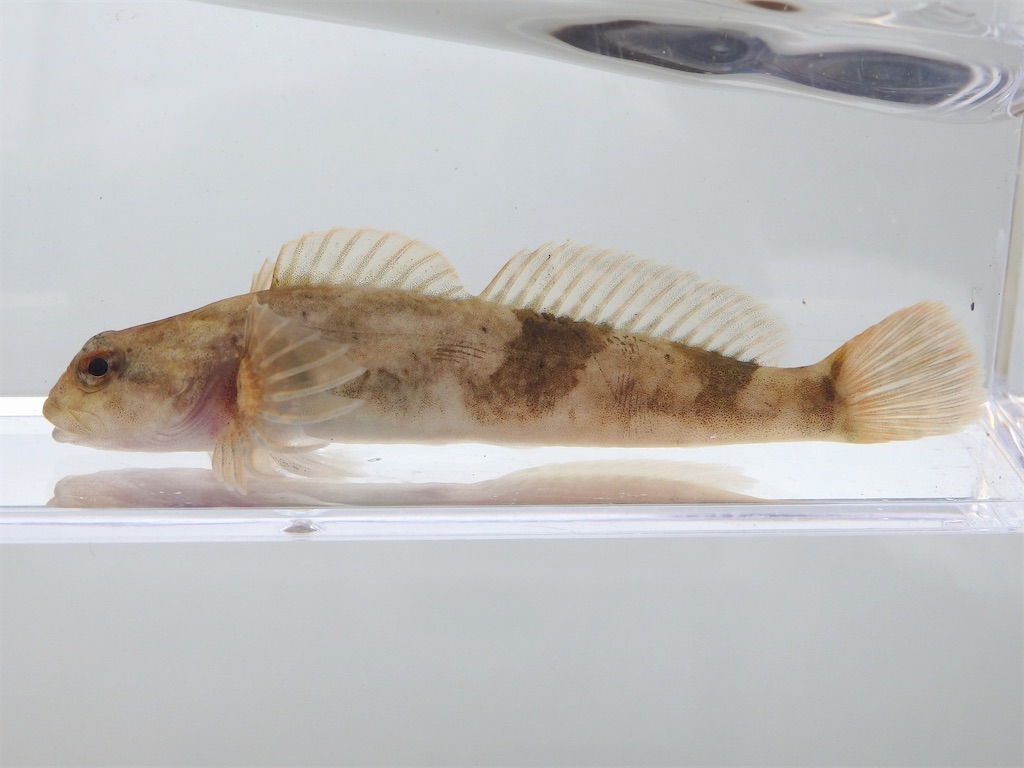 f:id:nenjin:20240522195437j:image f:id:nenjin:20240522195437j:image