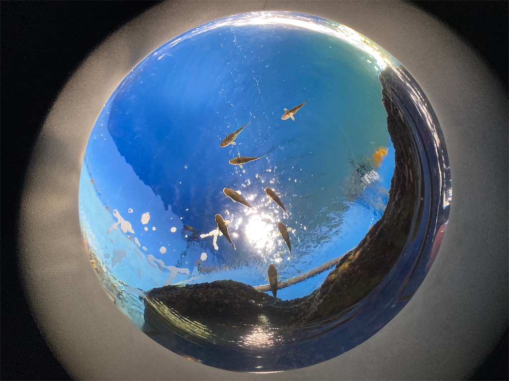 f:id:nenjin:20240522201222j:image