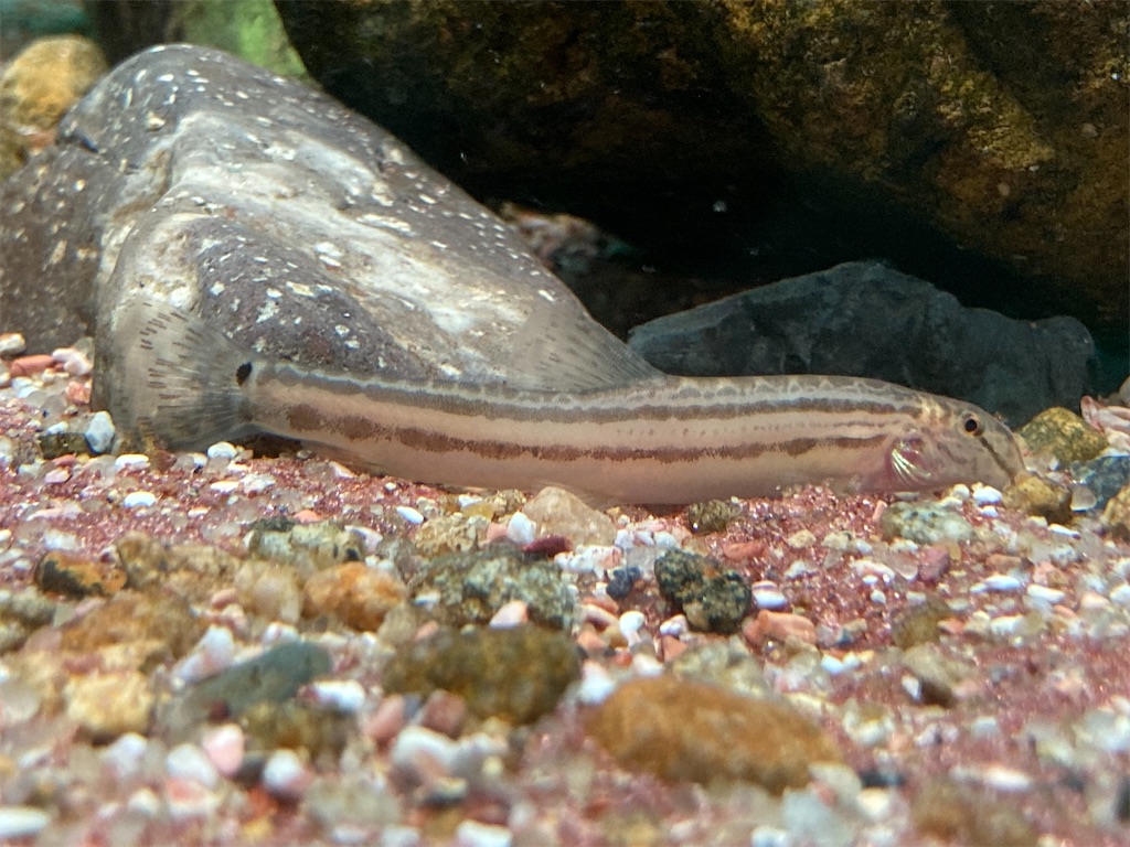 f:id:nenjin:20240522201227j:image