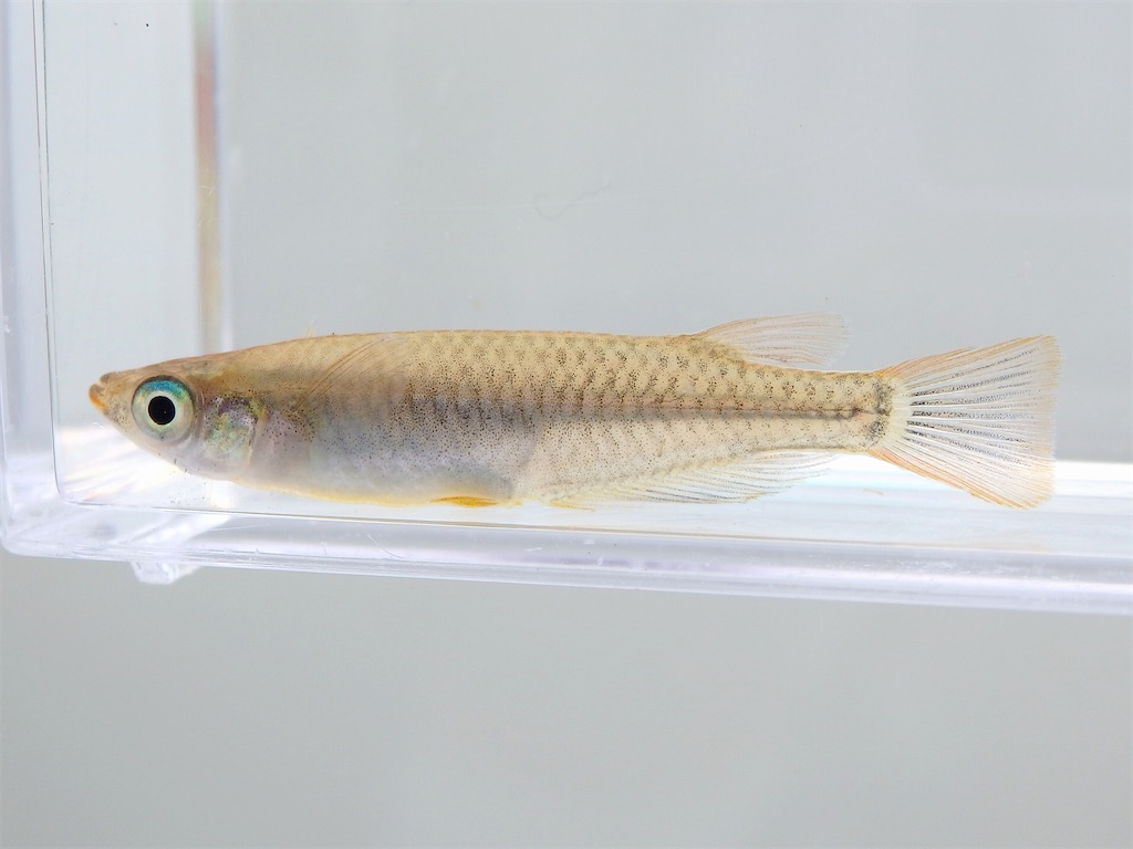 f:id:nenjin:20240522205112j:image