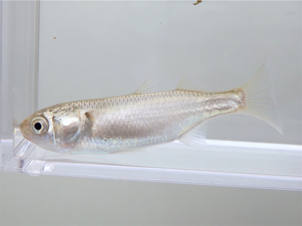 f:id:nenjin:20240522205116j:image