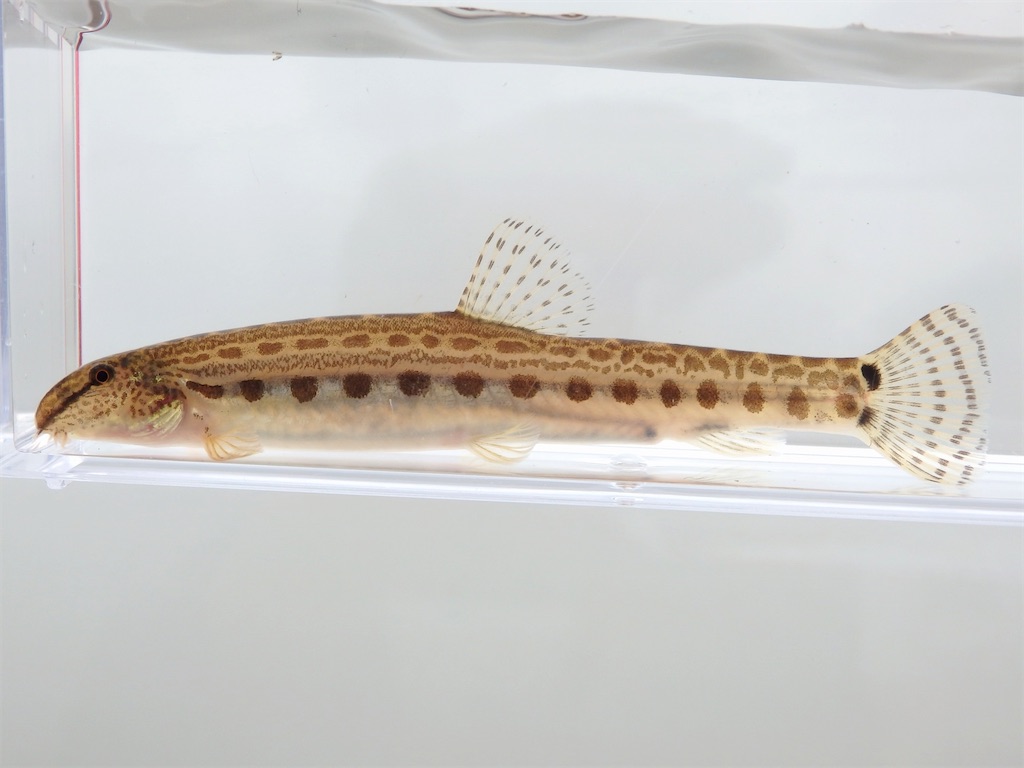 f:id:nenjin:20240522210351j:image