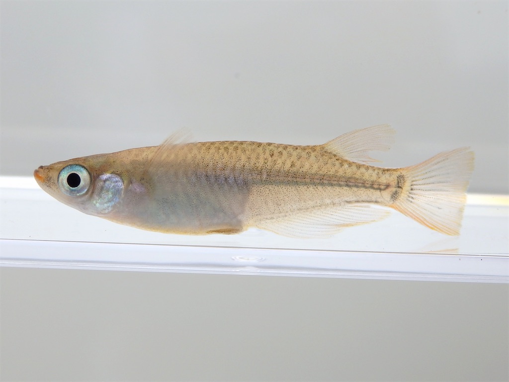 f:id:nenjin:20240522211051j:image