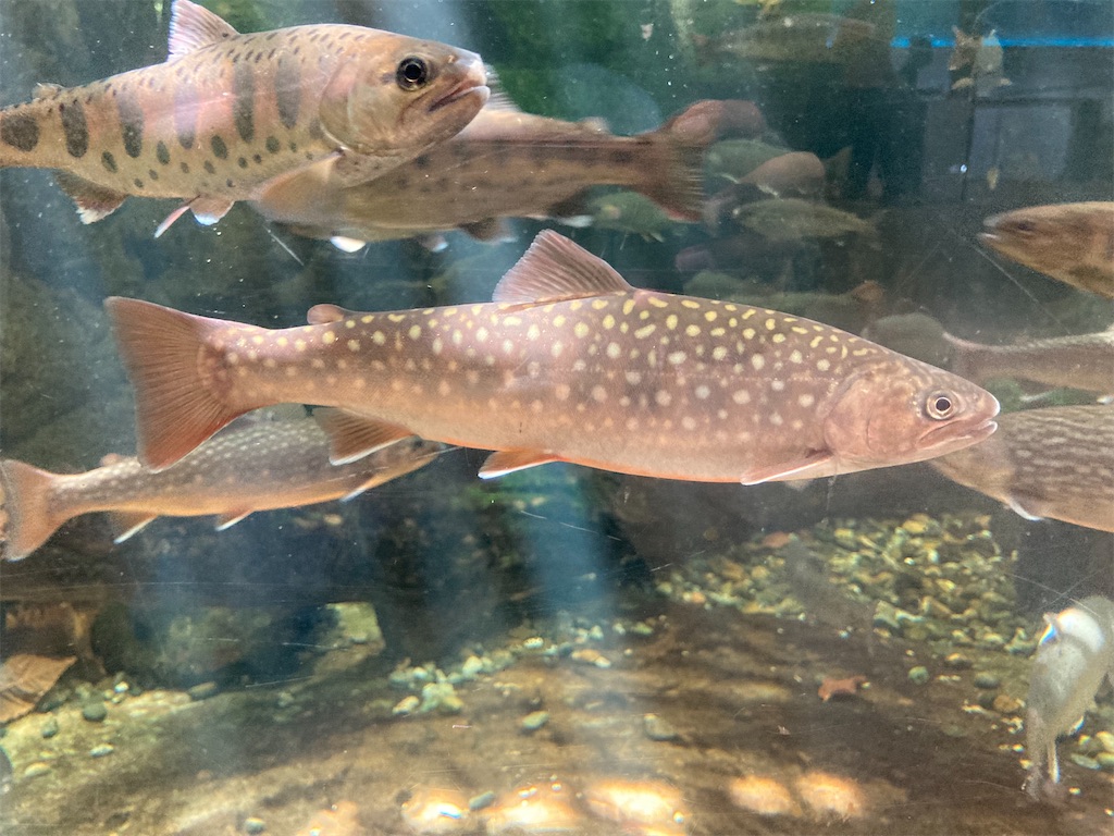 f:id:nenjin:20240523215447j:image