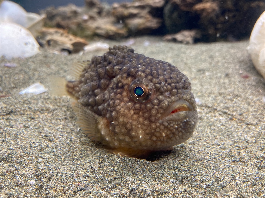 f:id:nenjin:20240523215452j:image