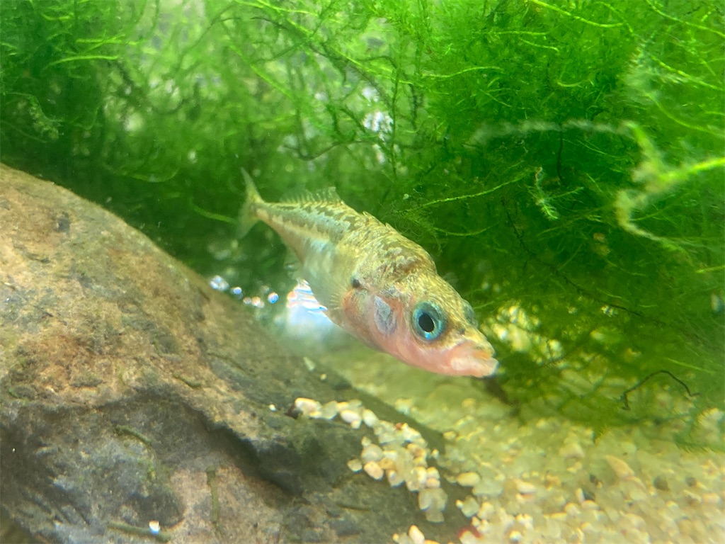 f:id:nenjin:20240524213956j:image