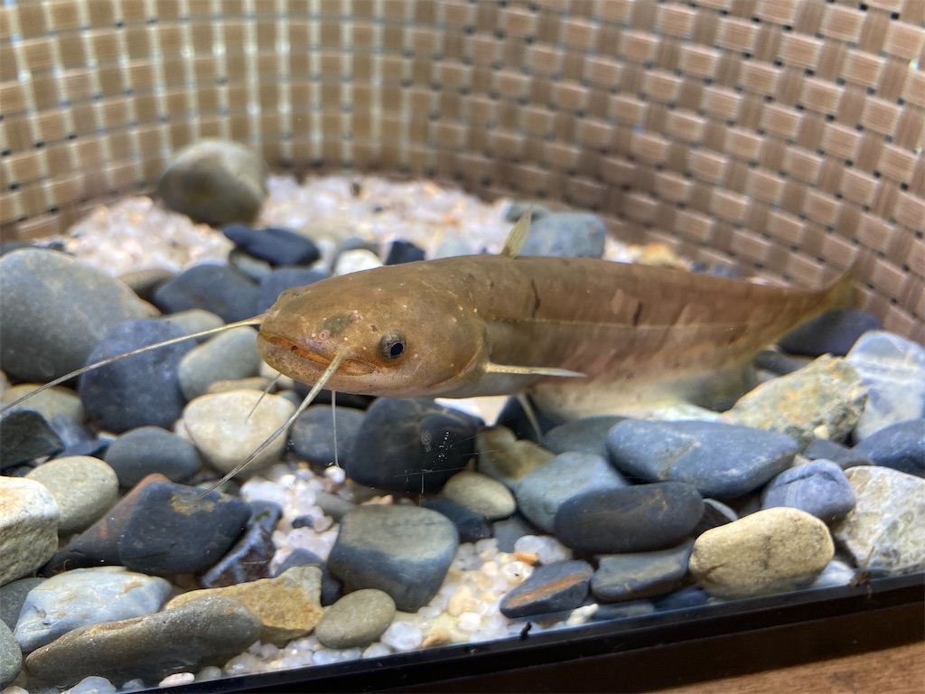 f:id:nenjin:20240524214018j:image