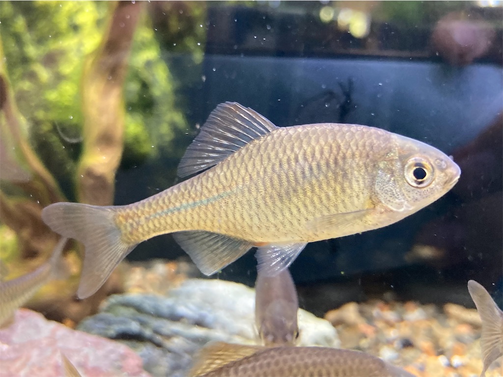 f:id:nenjin:20240524214344j:image