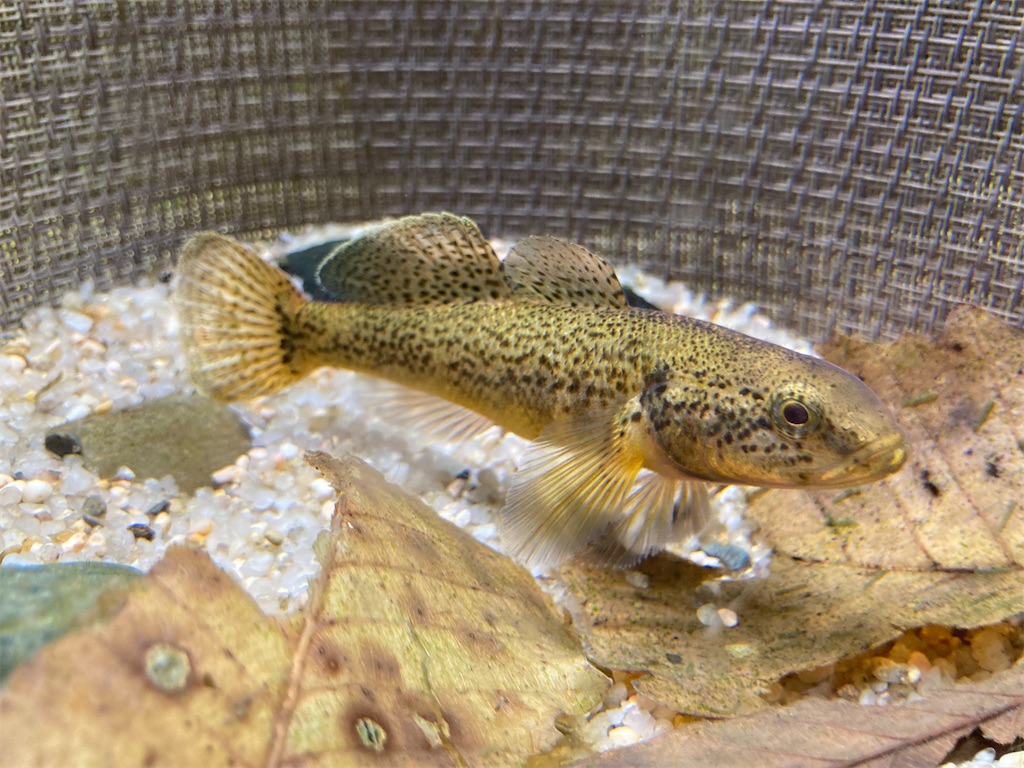 f:id:nenjin:20240524214356j:image