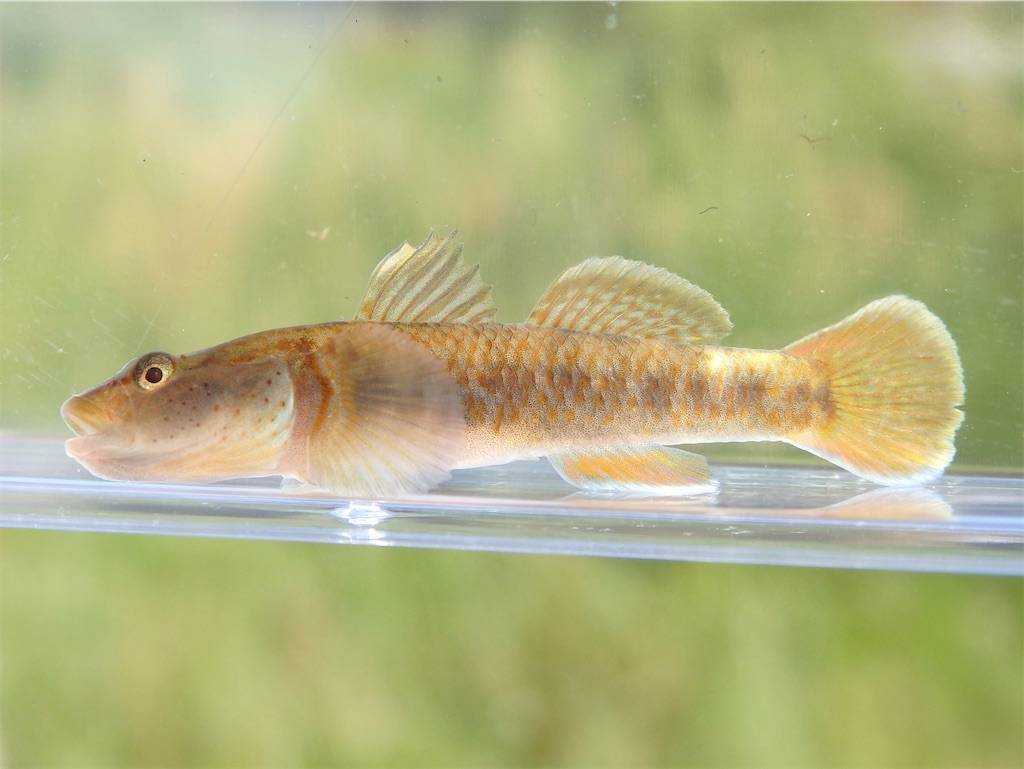 f:id:nenjin:20240528220111j:image