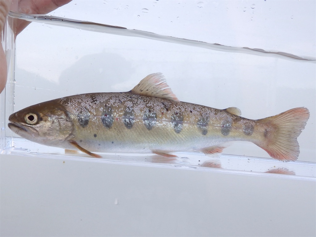 f:id:nenjin:20240528220355j:image