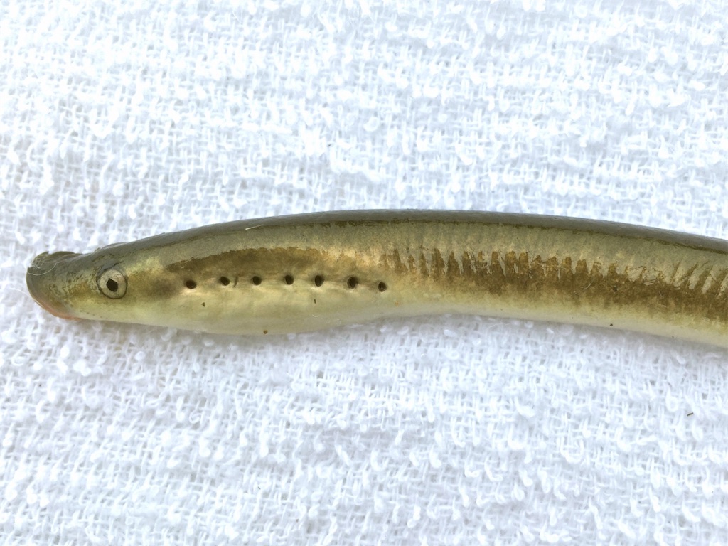 f:id:nenjin:20240826200721j:image