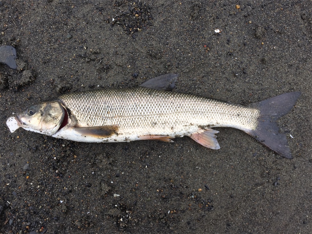 f:id:nenjin:20240827210502j:image