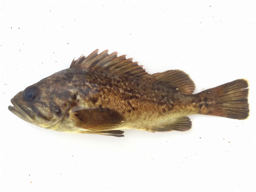 f:id:nenjin:20240827211340j:image