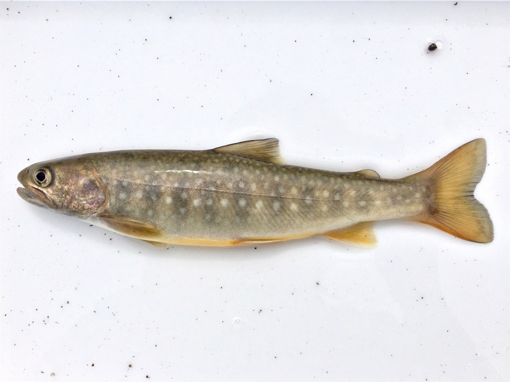 f:id:nenjin:20240829233249j:image