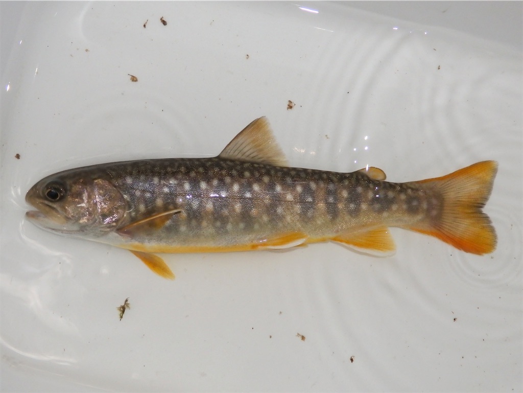 f:id:nenjin:20240902213512j:image