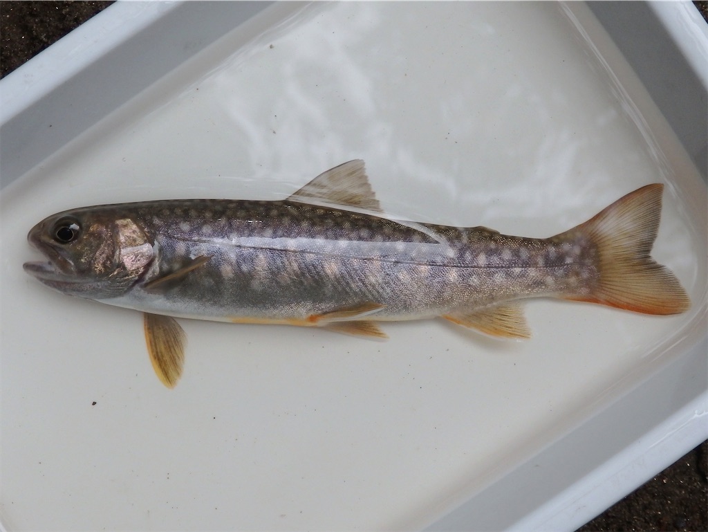 f:id:nenjin:20240902213756j:image