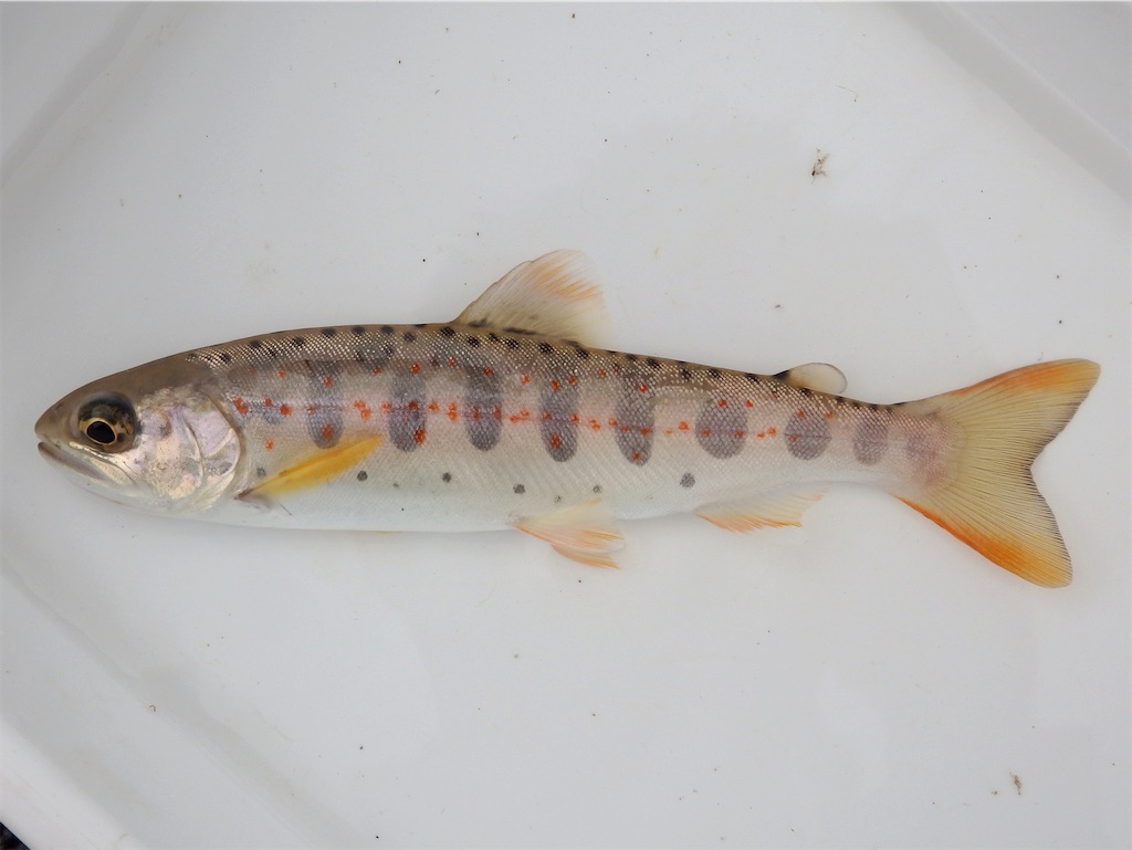 f:id:nenjin:20240902214627j:image