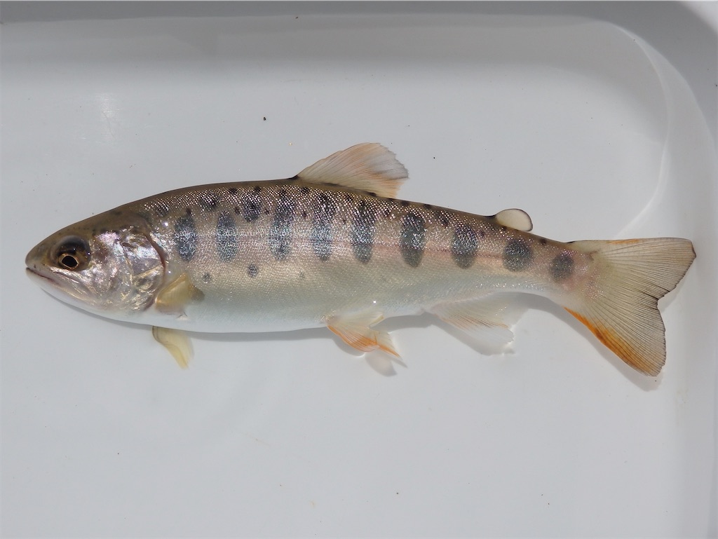 f:id:nenjin:20240903080825j:image