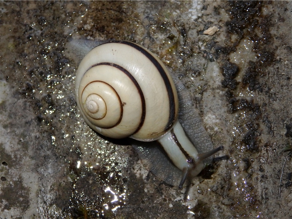 f:id:nenjin:20240903214328j:image