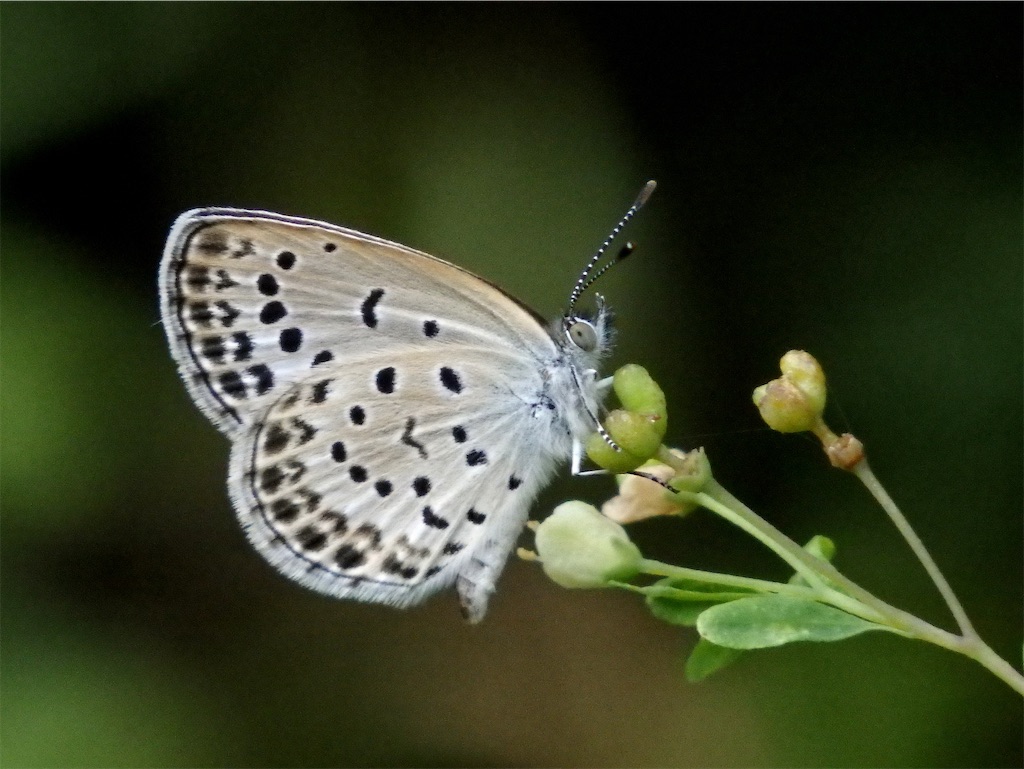 f:id:nenjin:20240903214712j:image