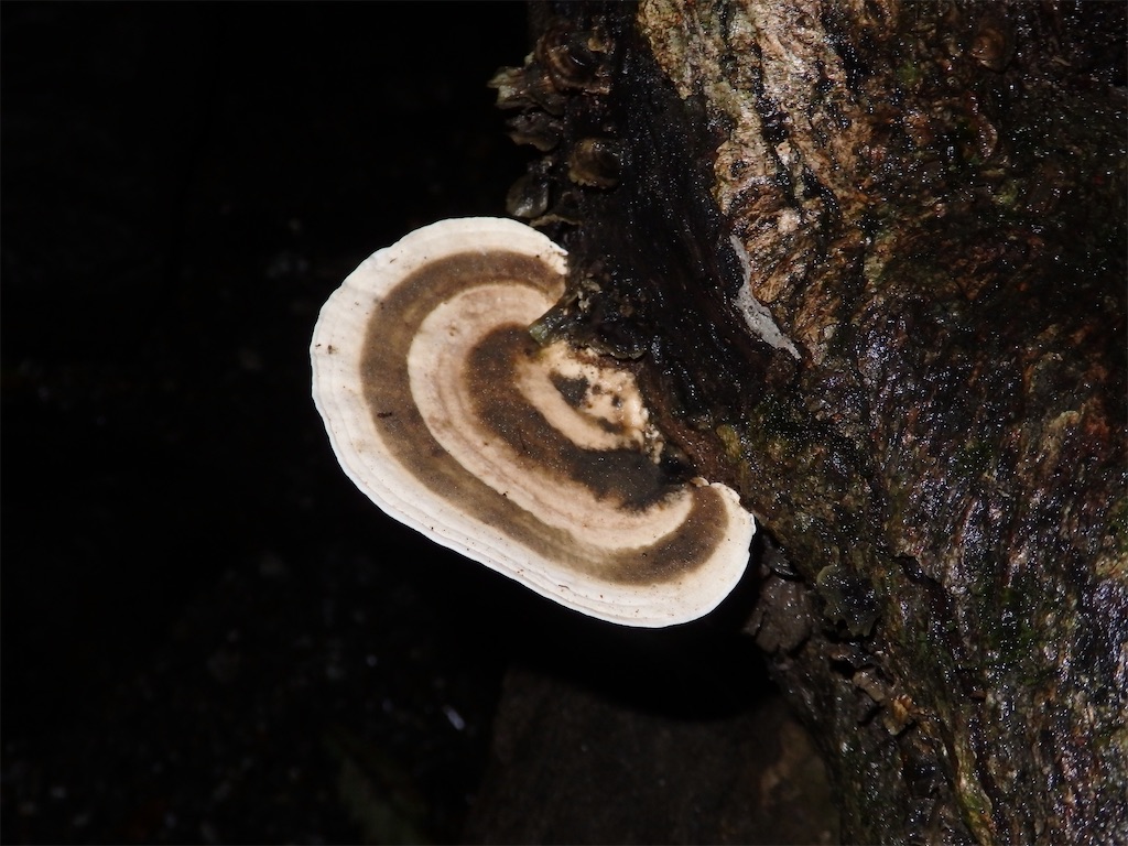 f:id:nenjin:20240903214717j:image