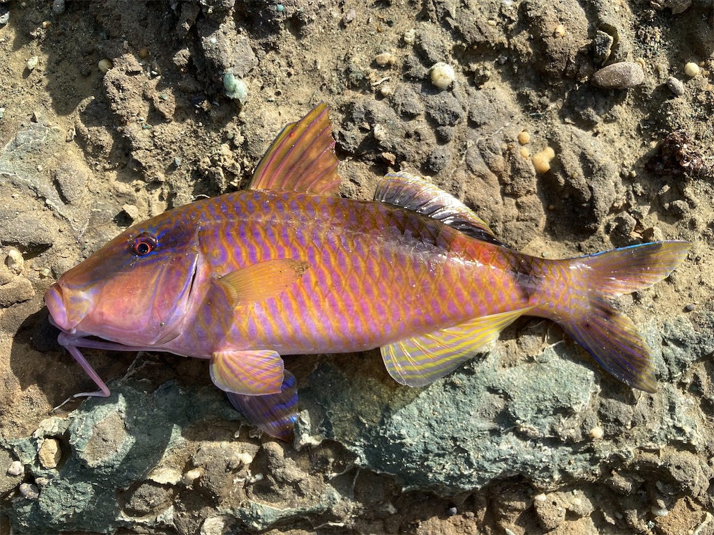 f:id:nenjin:20241105225235j:image