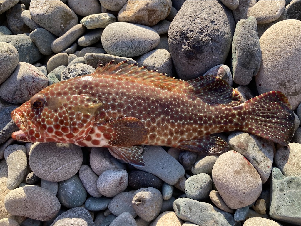 f:id:nenjin:20241105225905j:image