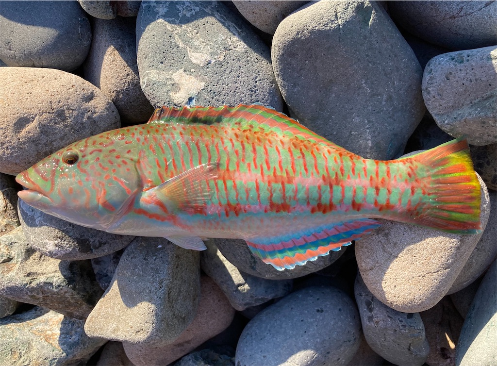 f:id:nenjin:20241105230935j:image