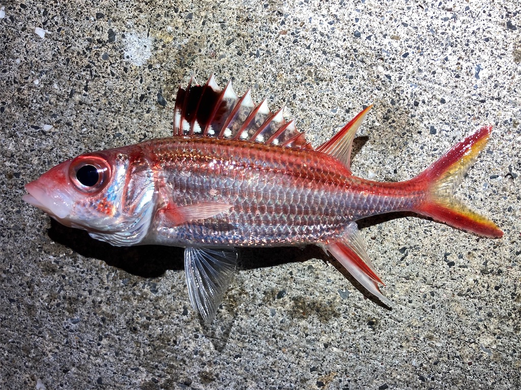 f:id:nenjin:20241106000605j:image