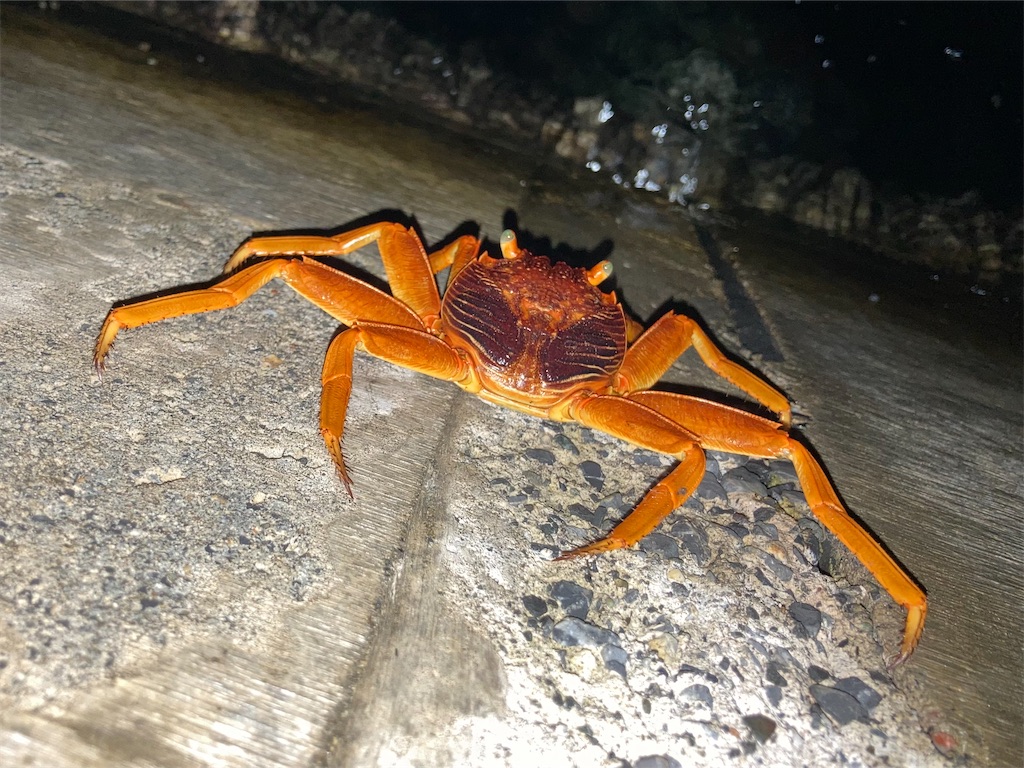 f:id:nenjin:20241106000742j:image