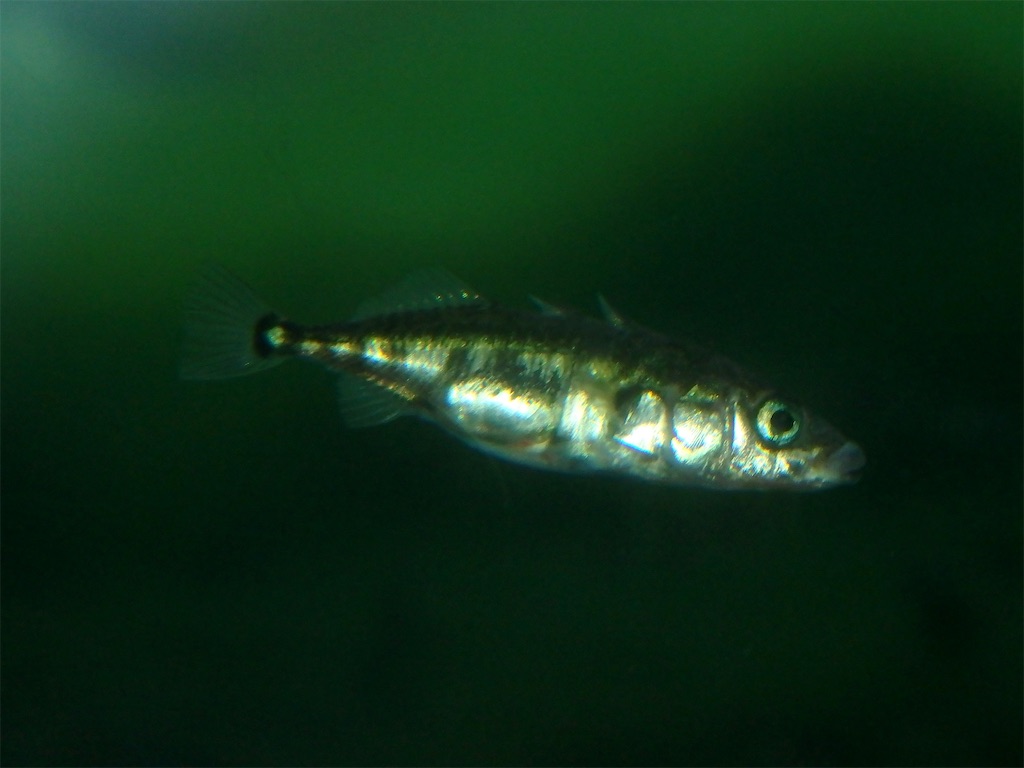 f:id:nenjin:20241129192300j:image