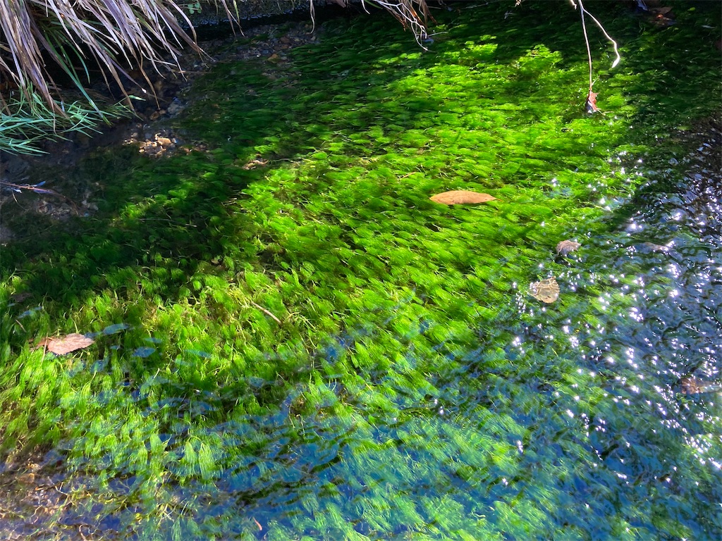 f:id:nenjin:20241129192446j:image