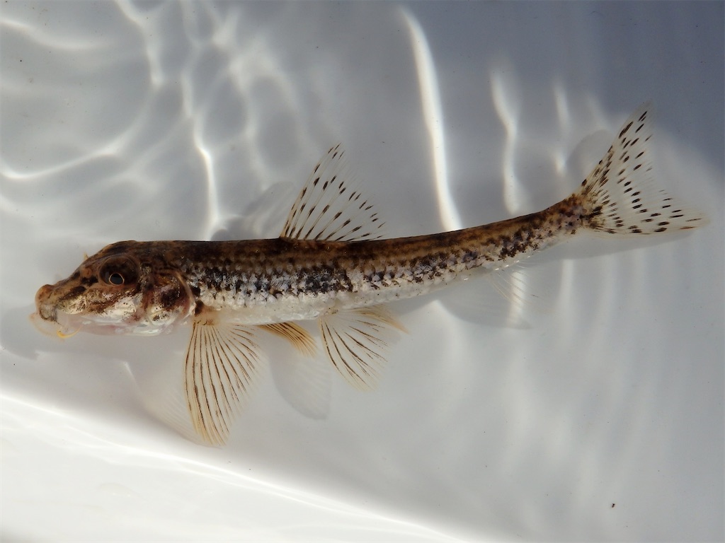 f:id:nenjin:20241129192454j:image