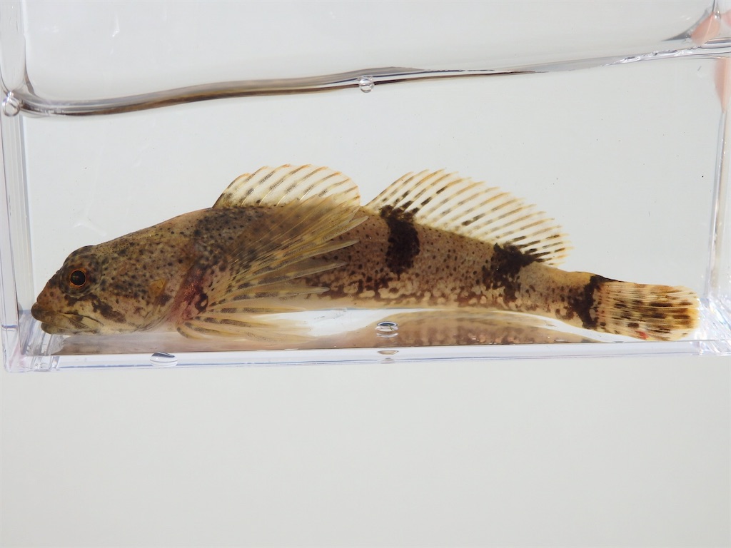 f:id:nenjin:20241129192559j:image