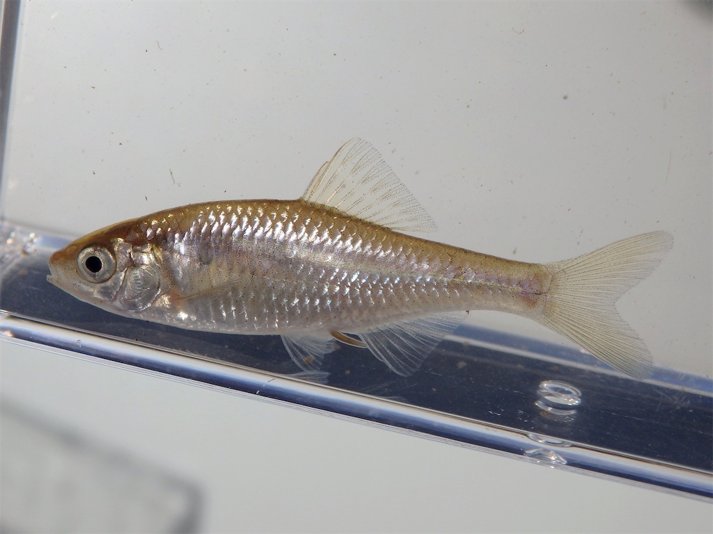 f:id:nenjin:20241129192736j:image