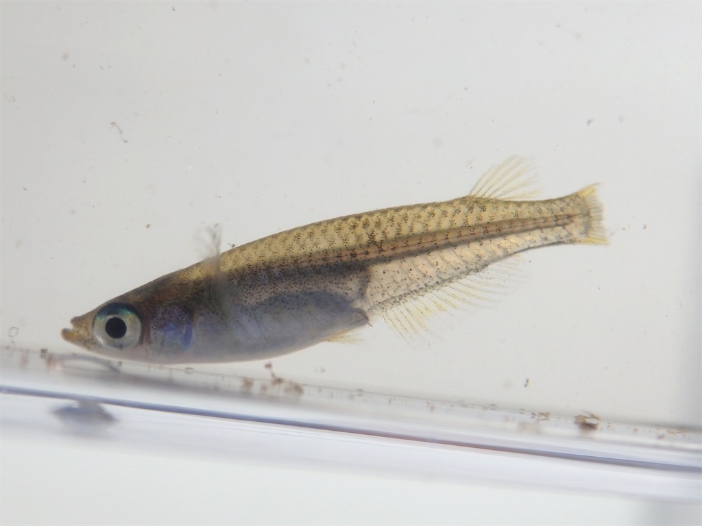 f:id:nenjin:20241129192740j:image