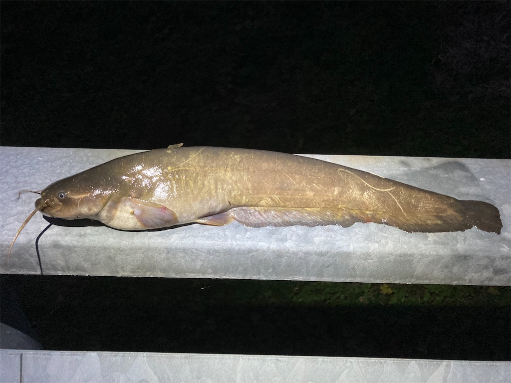 f:id:nenjin:20241129193214j:image