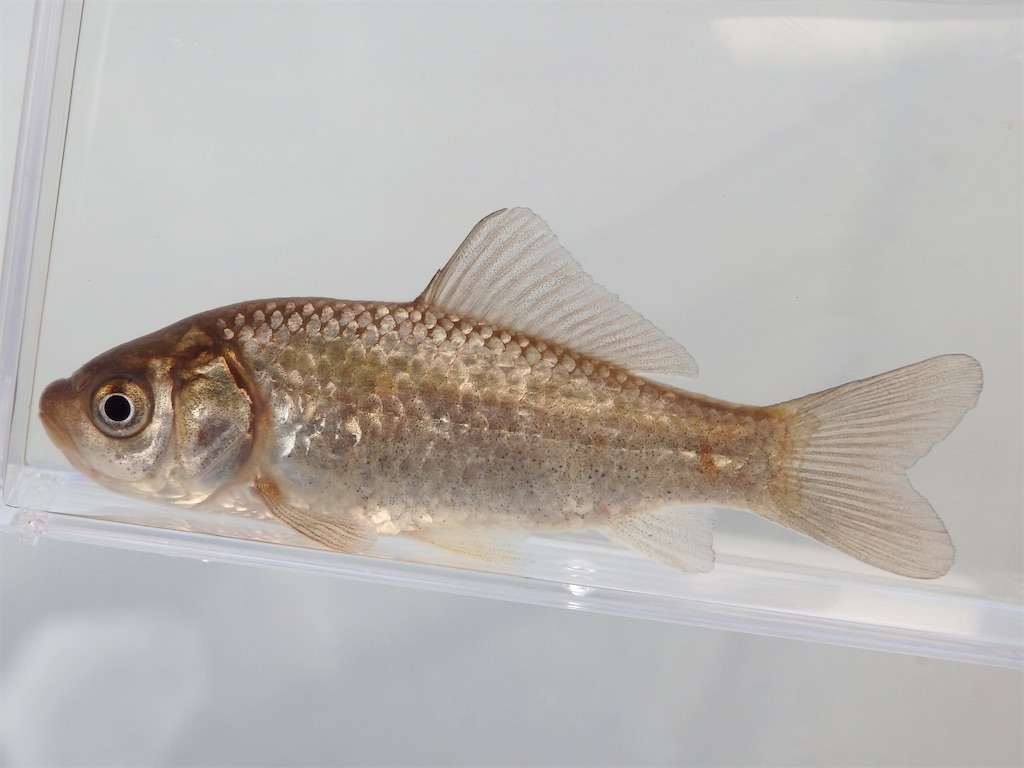 f:id:nenjin:20241129193350j:image