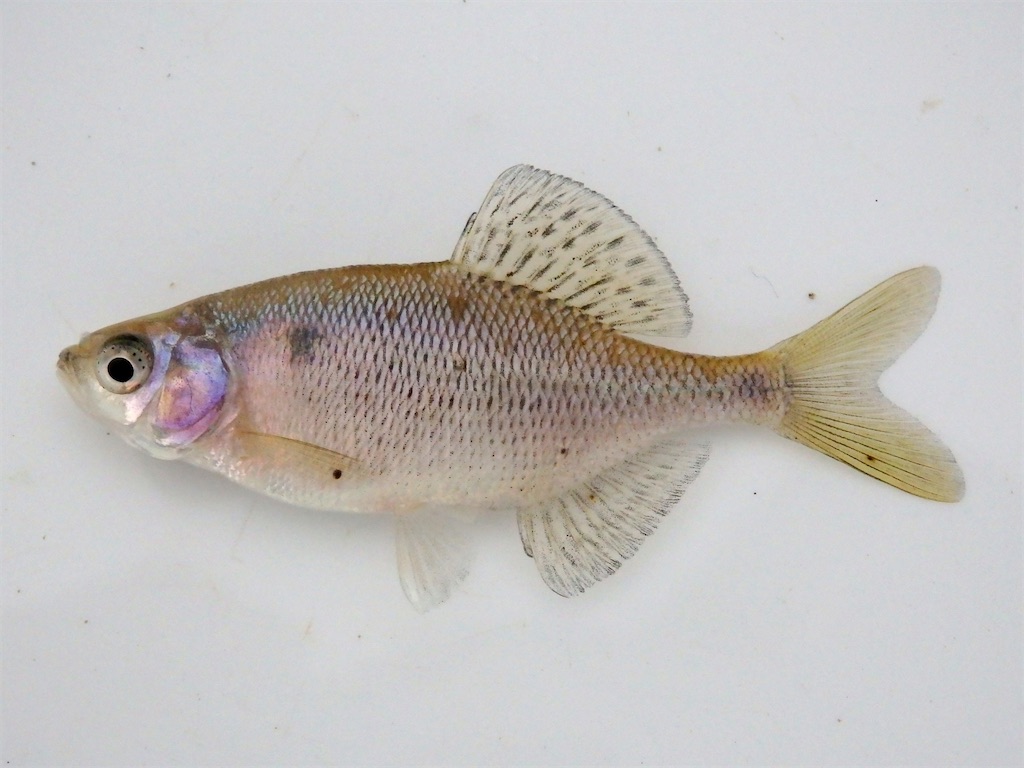 f:id:nenjin:20241129194427j:image