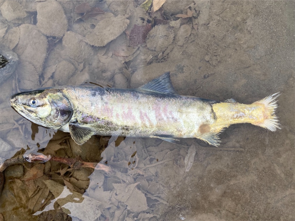 f:id:nenjin:20241129194954j:image