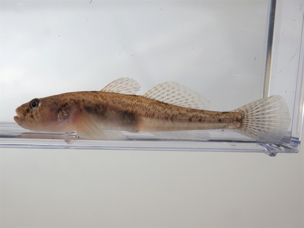 f:id:nenjin:20241129201438j:image