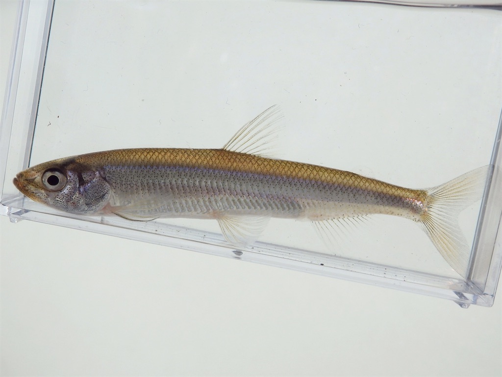 f:id:nenjin:20250109212939j:image