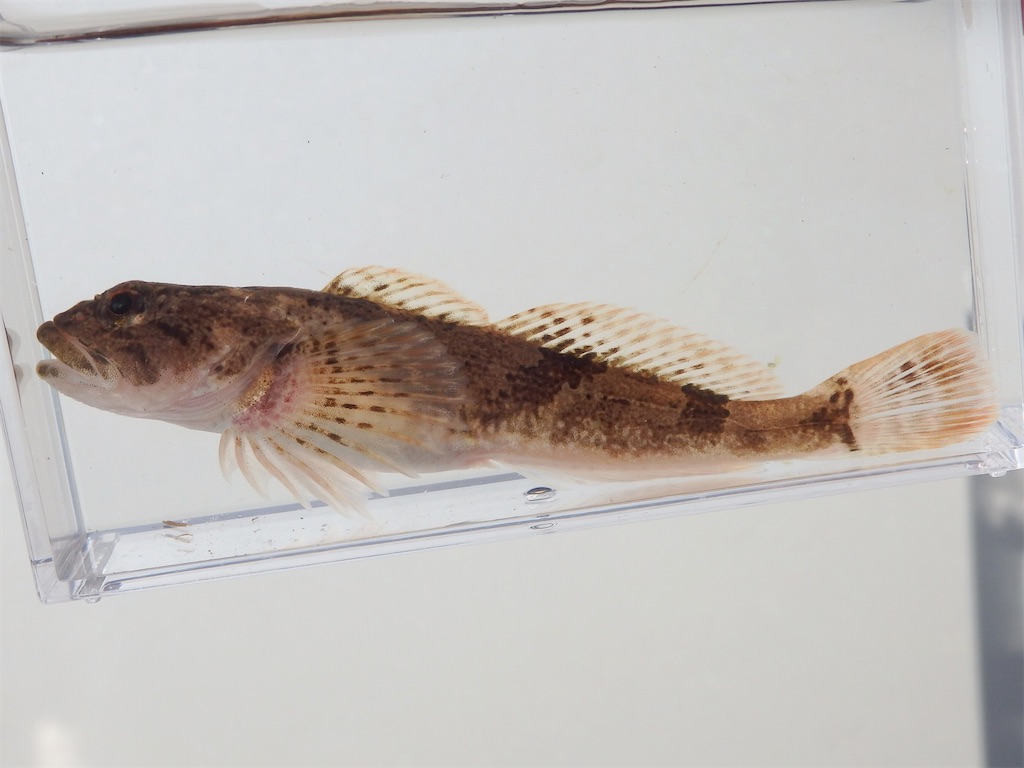 f:id:nenjin:20250109214708j:image