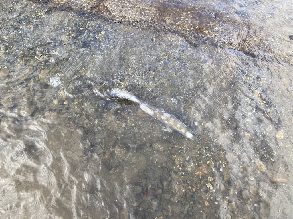 f:id:nenjin:20250109220816j:image