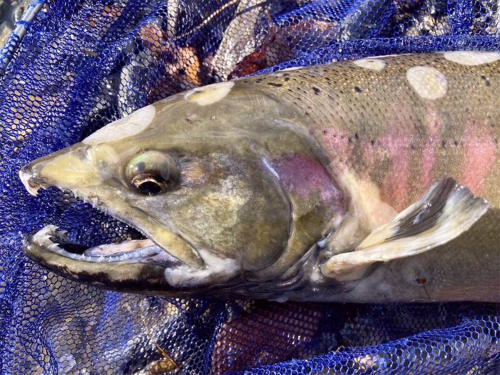 f:id:nenjin:20250109220926j:image