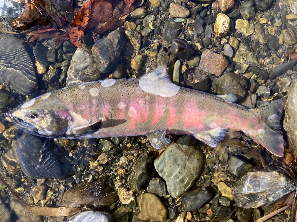 f:id:nenjin:20250109222312j:image