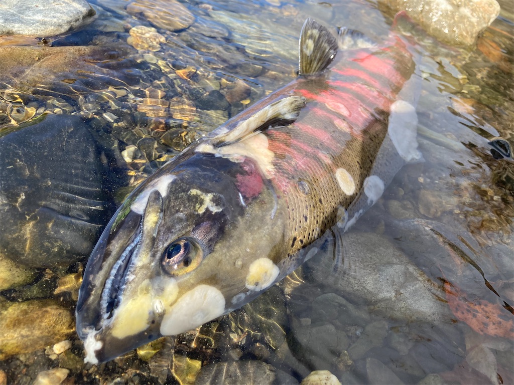 f:id:nenjin:20250109223748j:image